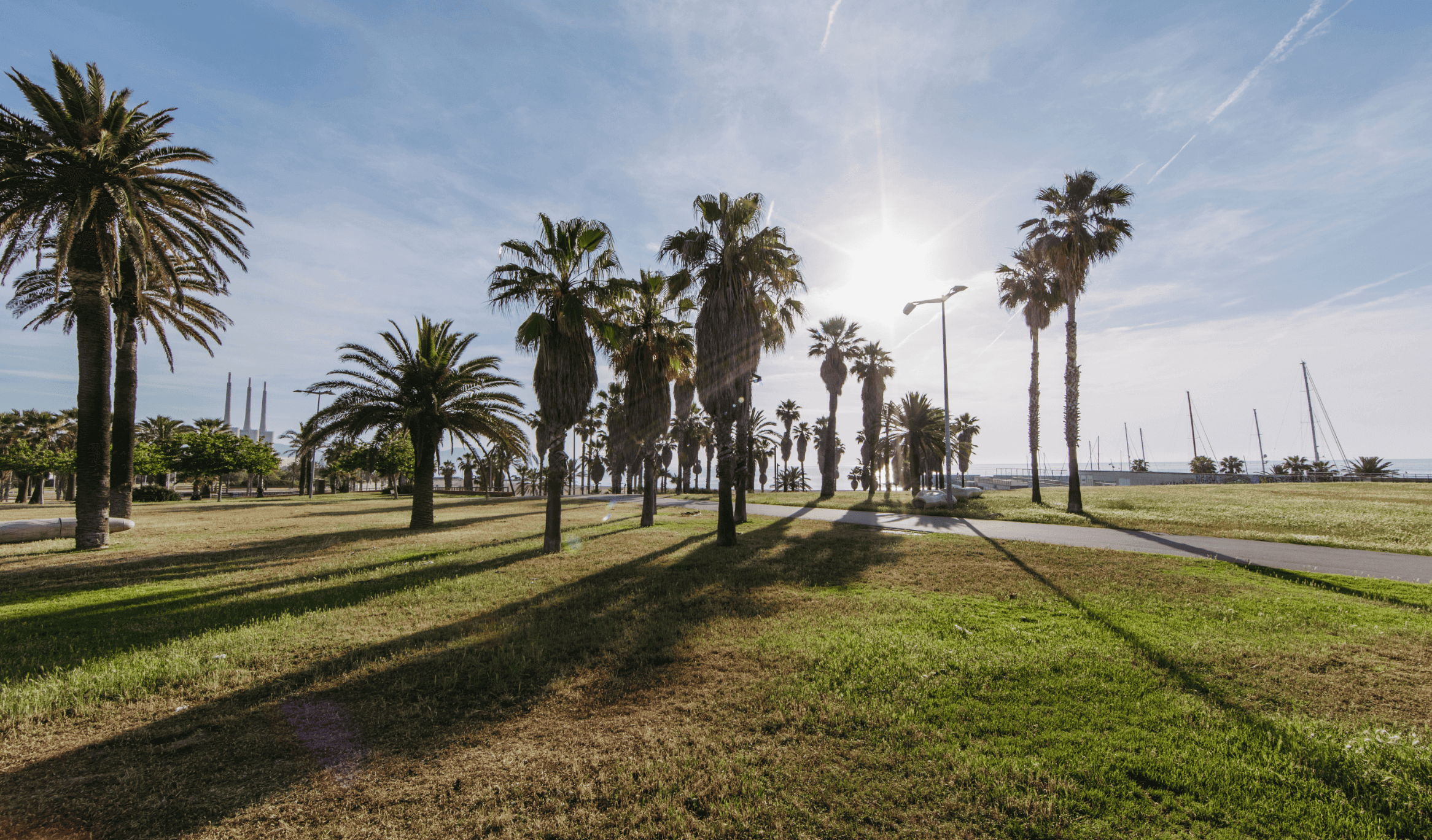 Palmeras en un parque soleado.